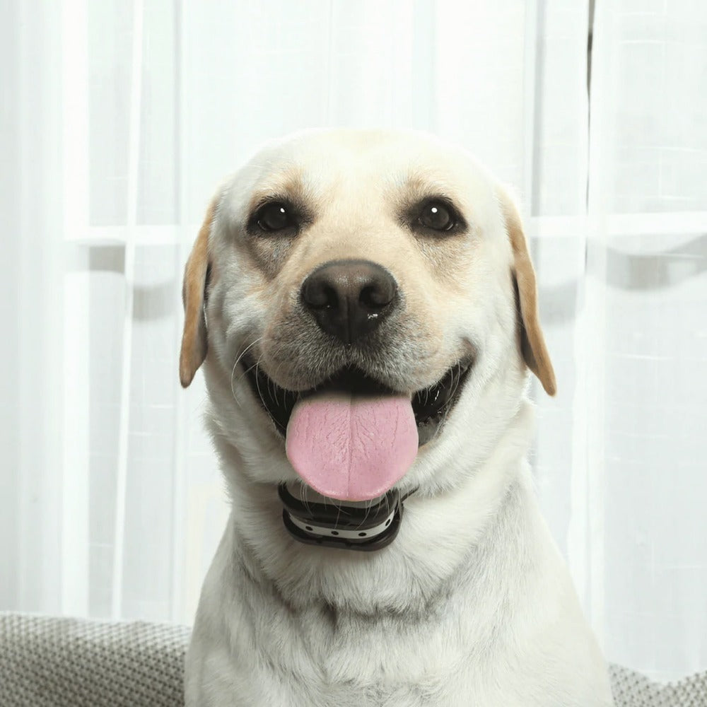 Sistema de vedação sem fios para cães com coleira de treino - Segurança total e liberdade controlada