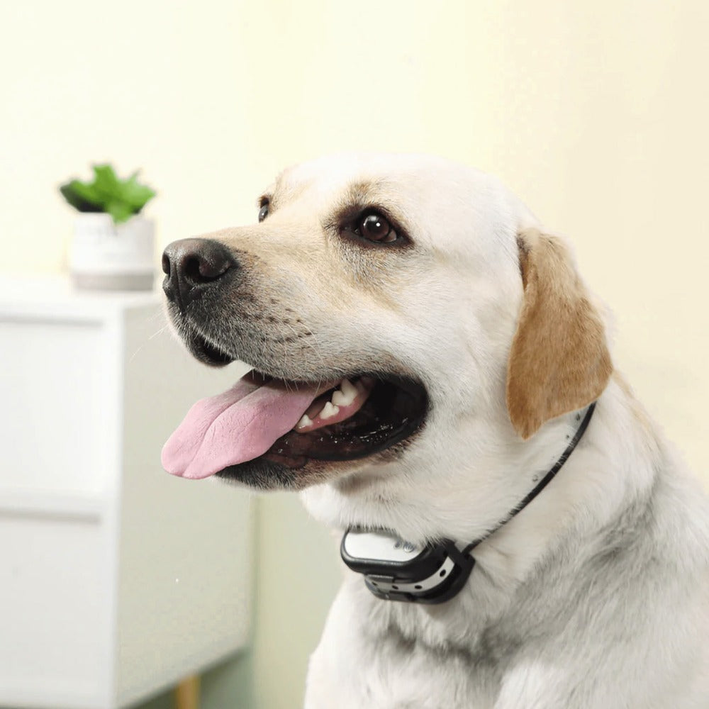 Sistema de vedação sem fios para cães com coleira de treino - Segurança total e liberdade controlada