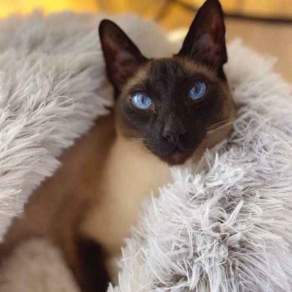 Cama de animais aconchegante Dreamcozy ™